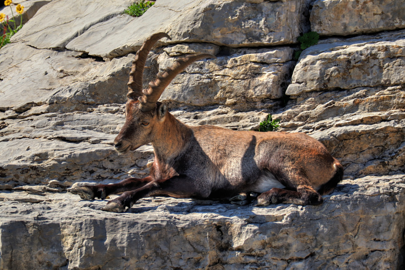 Steinbock