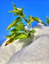 plant in snow